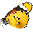 https://www.barkingranchtx.com/wp-content/uploads/2019/08/butterfly.png